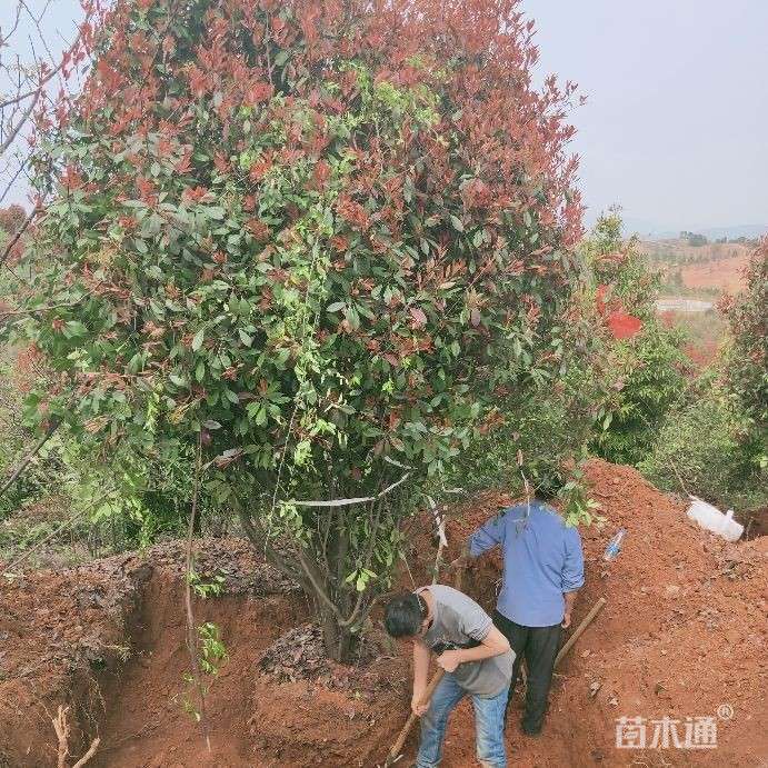 其他描述:丛生红叶石楠冠幅2.