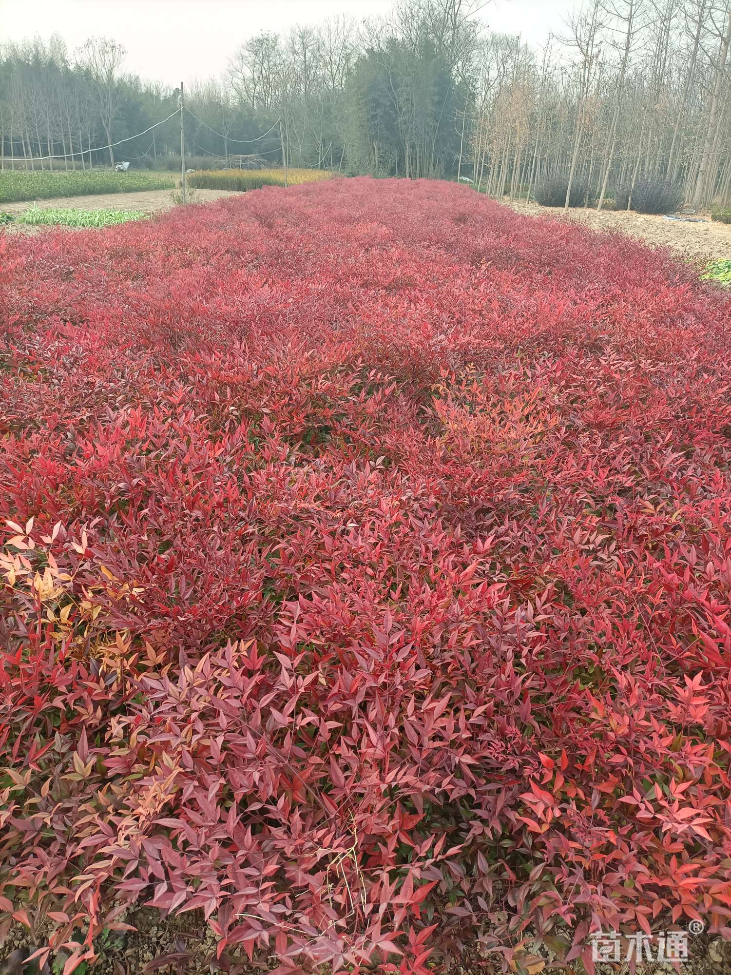 高度30厘米南天竹