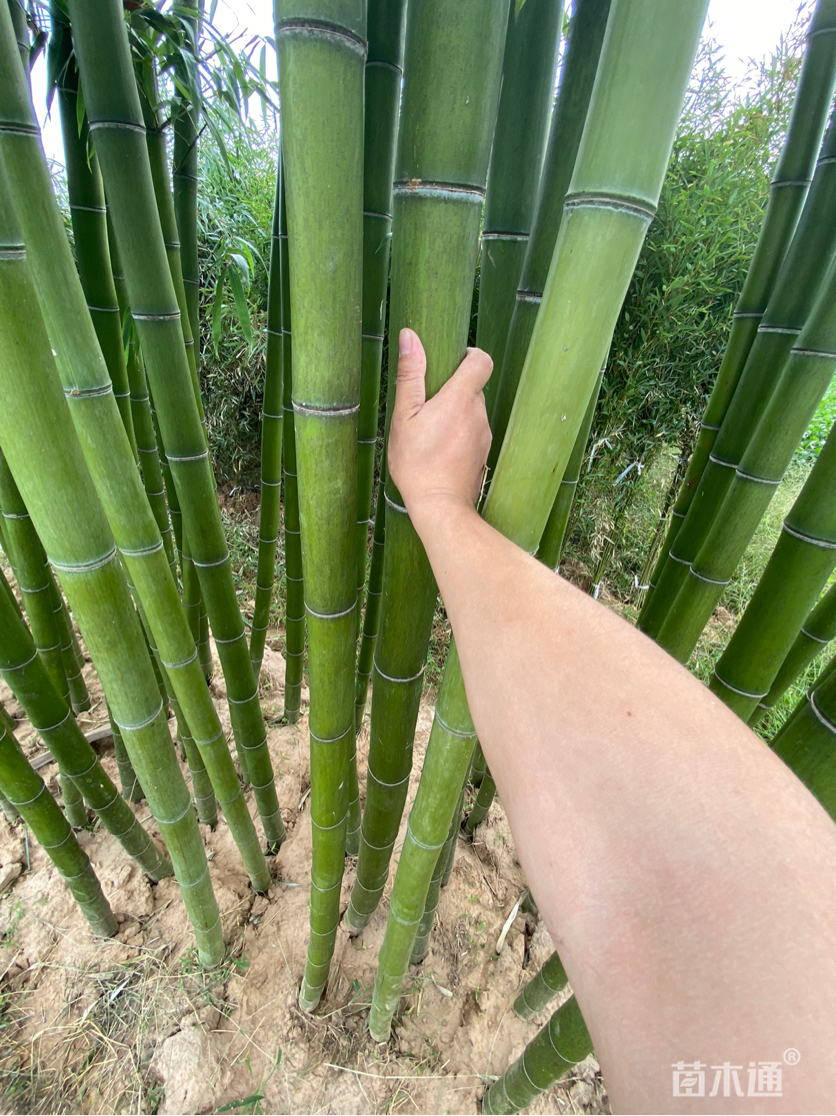 5公分楠竹