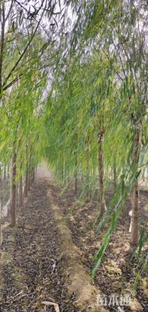 13公分嫁接垂柳