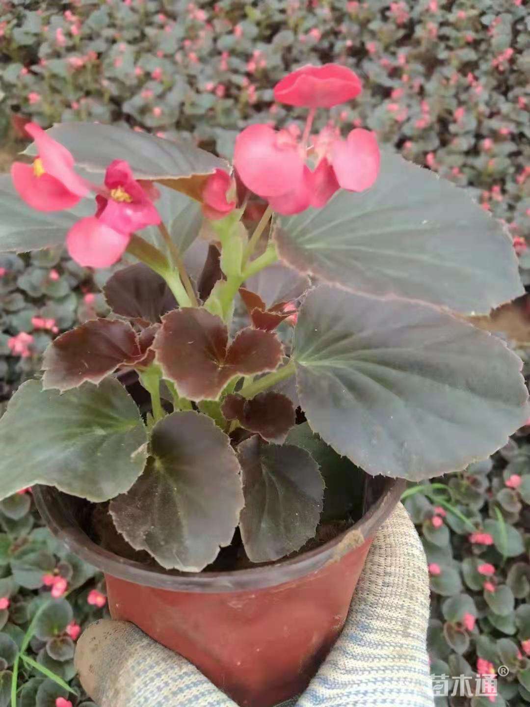高度10厘米四季海棠
