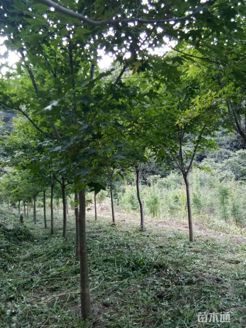 8公分小叶鸡爪槭