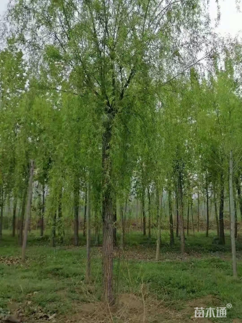 12公分青皮垂柳