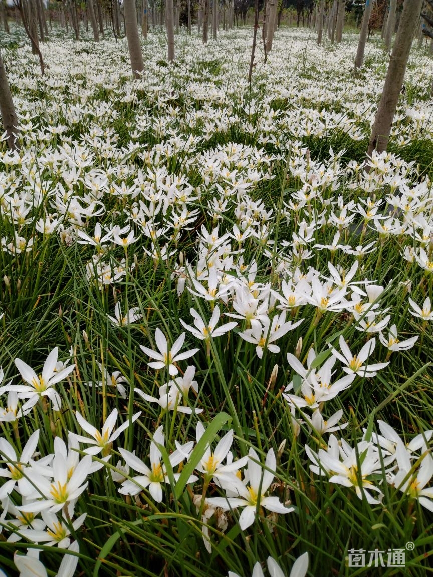 高度25厘米白花葱兰