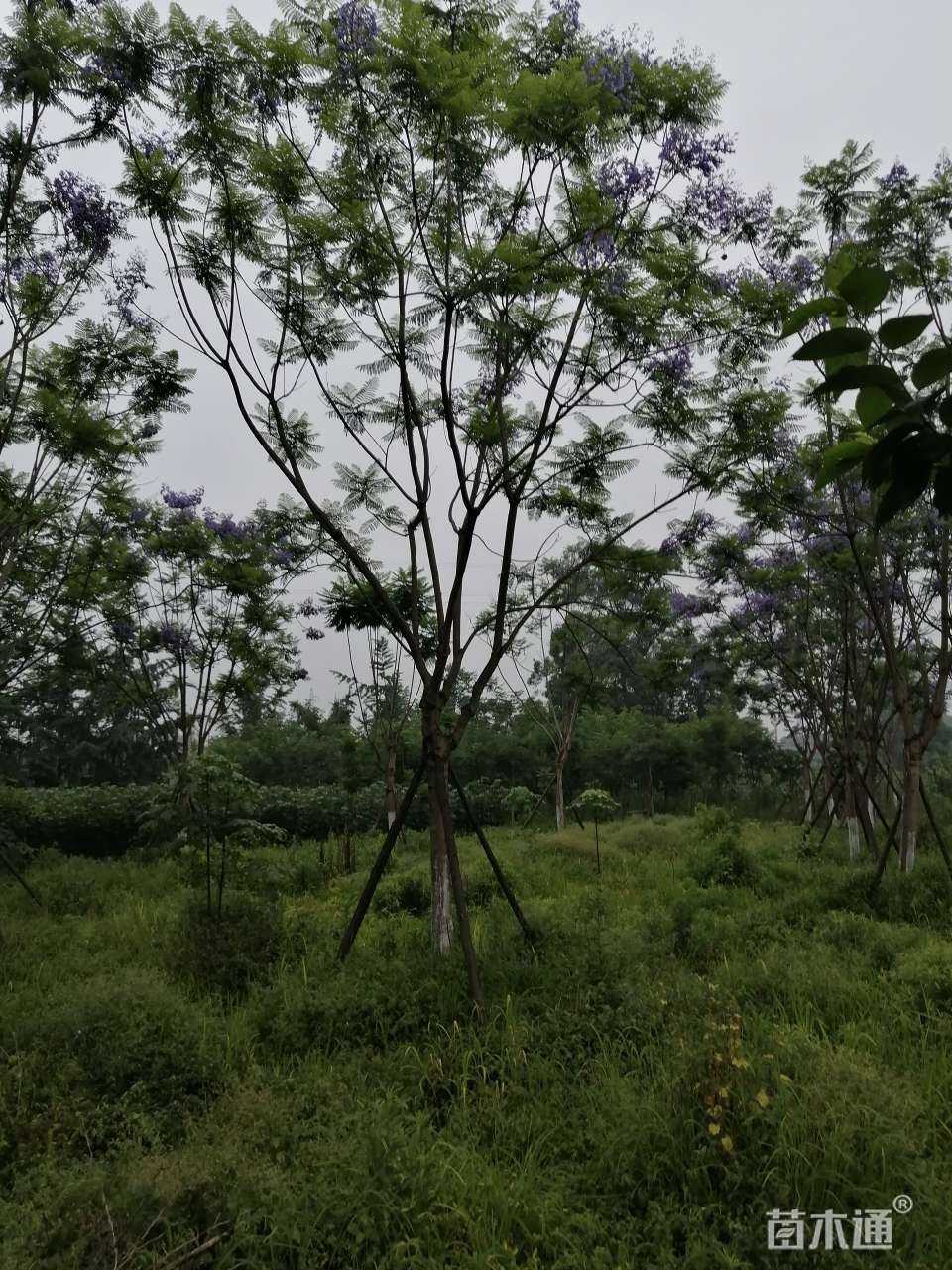 18公分蓝花楹