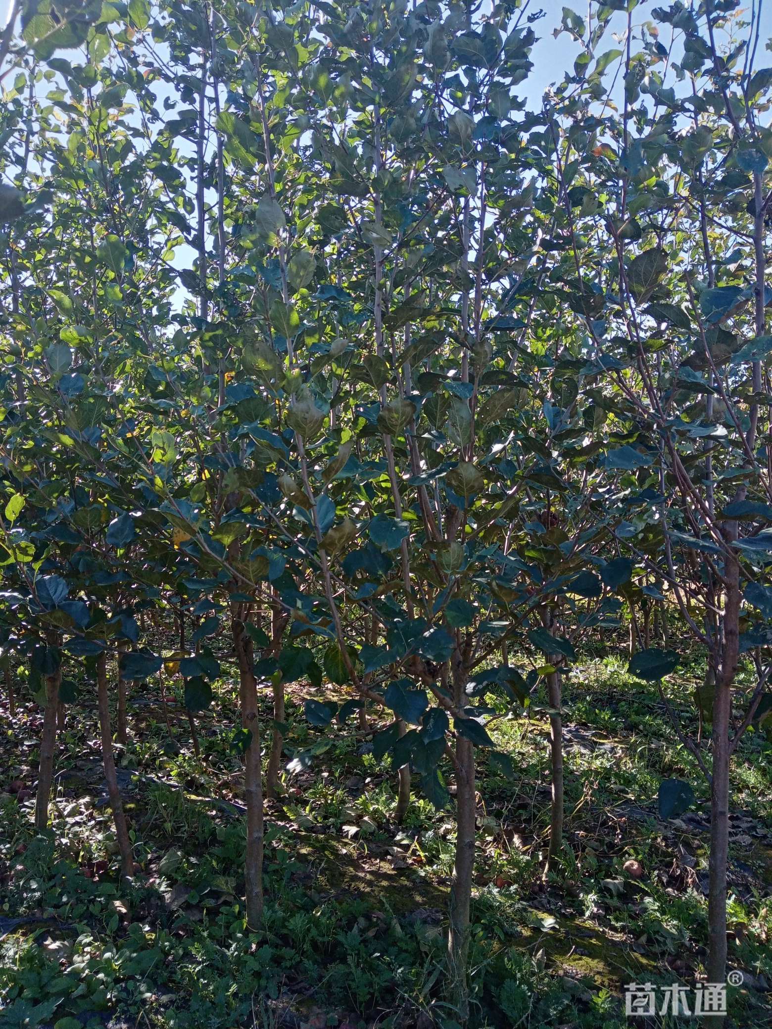 苹果树