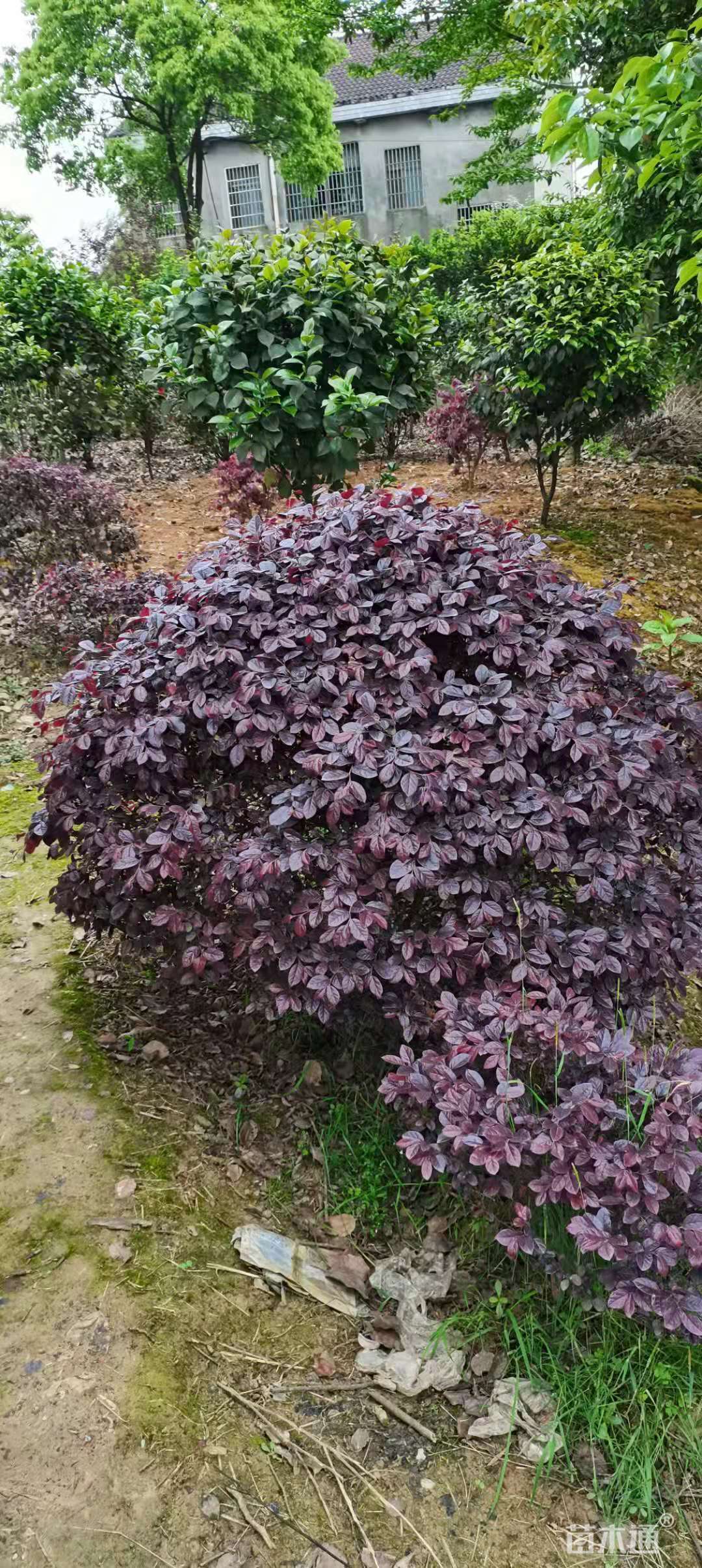 冠幅100厘米红花继木球