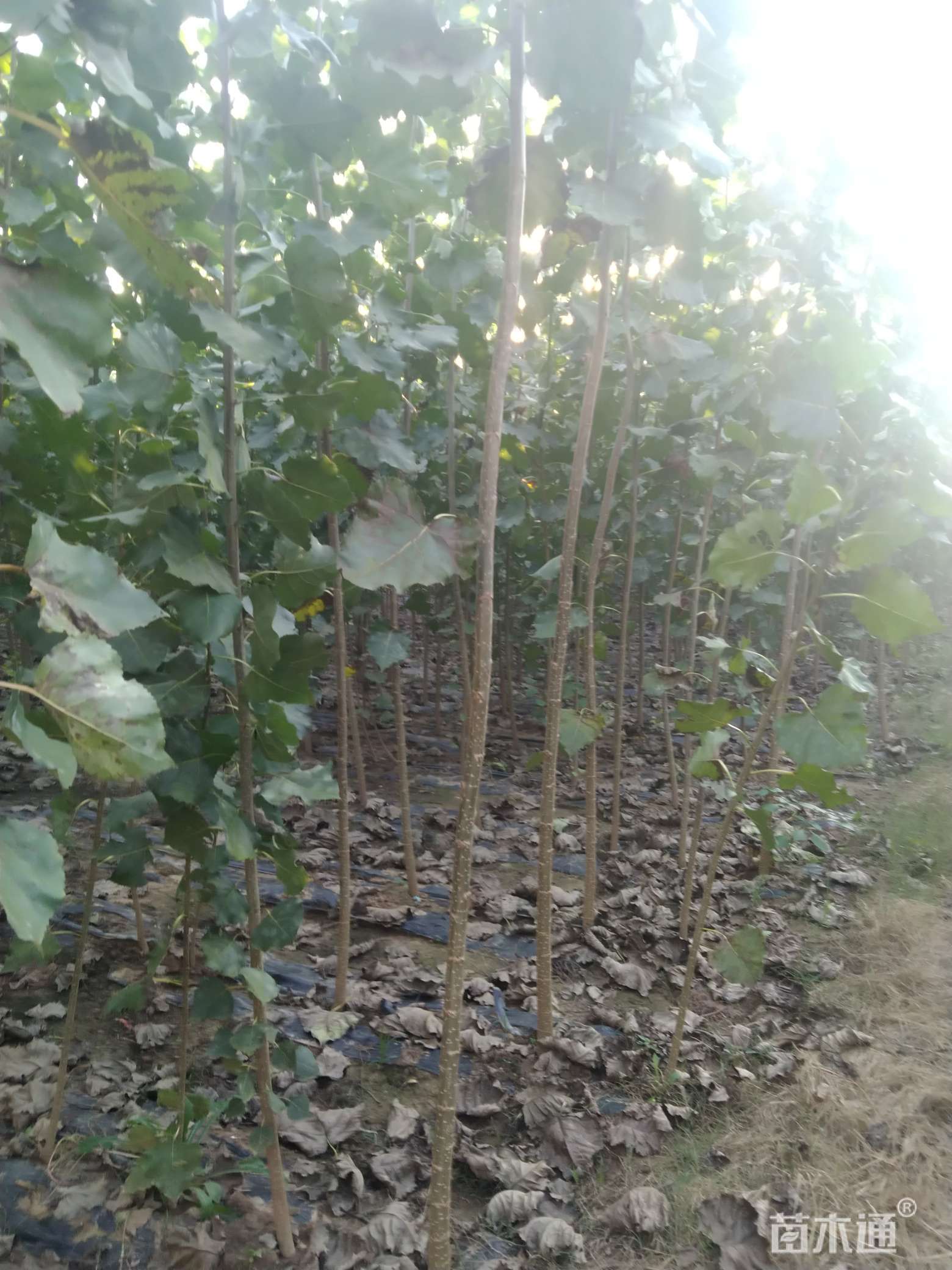 种植状态:原生苗                  其他描述:杨树苗