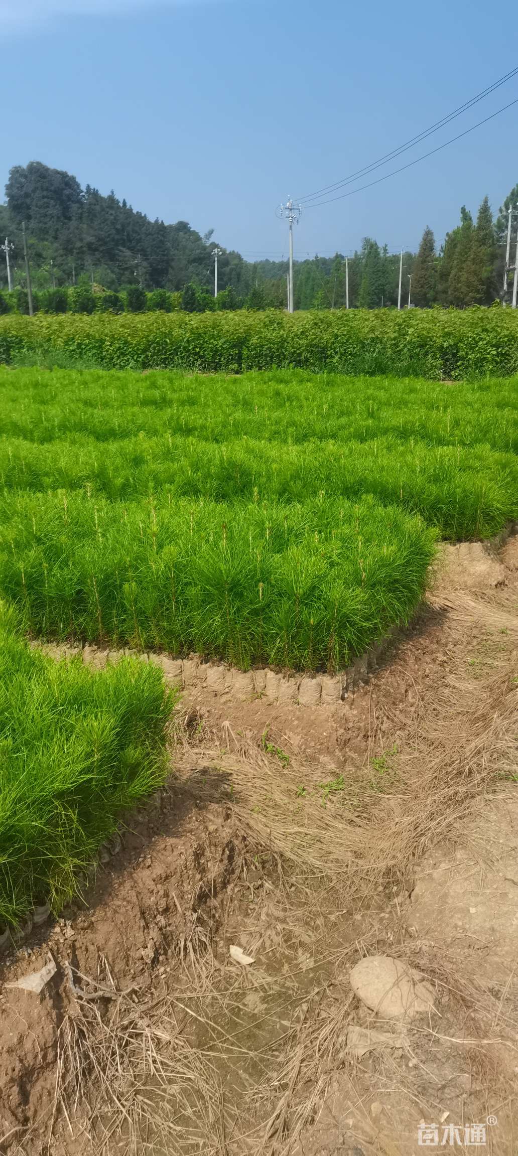 红豆杉,桂花,茶花,红枫,杨梅,青钱柳,罗汉松等大小苗供应 湿地松杯苗