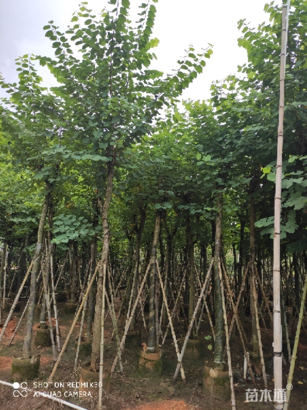 大量出售9-12公分宫粉紫荆苗木形态:单杆种植状态:容器苗冠幅:150-180