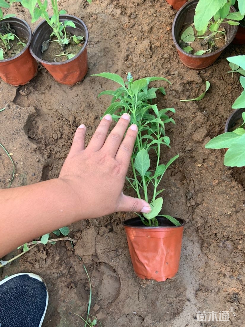 草花鼠尾草土质:黄土苗龄:1年生品质:a-精品栽培状态:容器苗冠幅:15