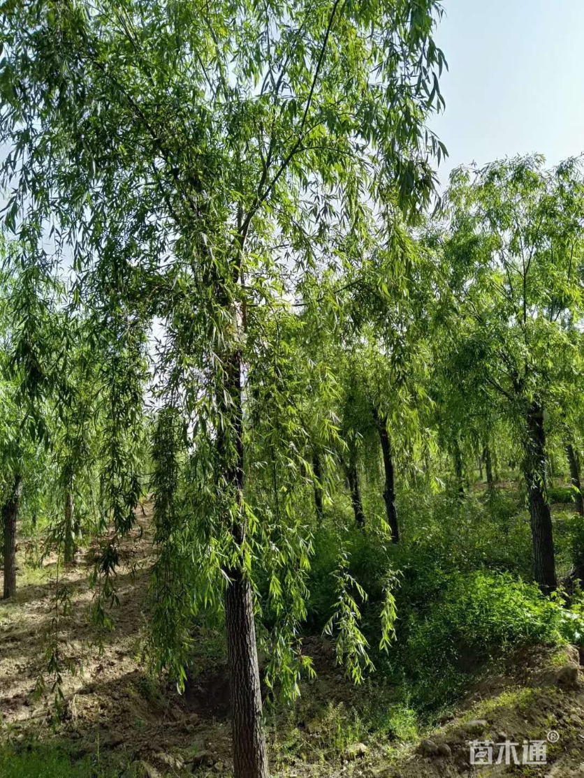 其他描述:济南佰忆园林绿化苗木【柳树之乡--柳树之乡】大量供应各种