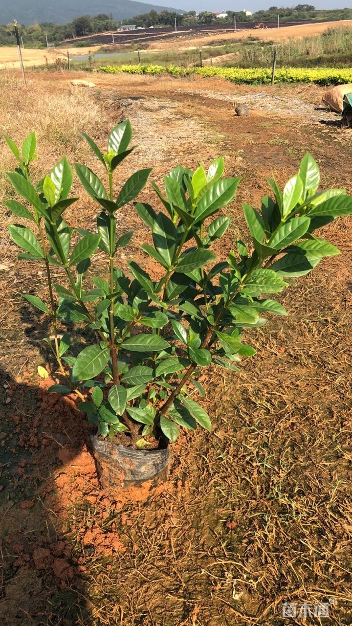 高度40厘米大叶栀子