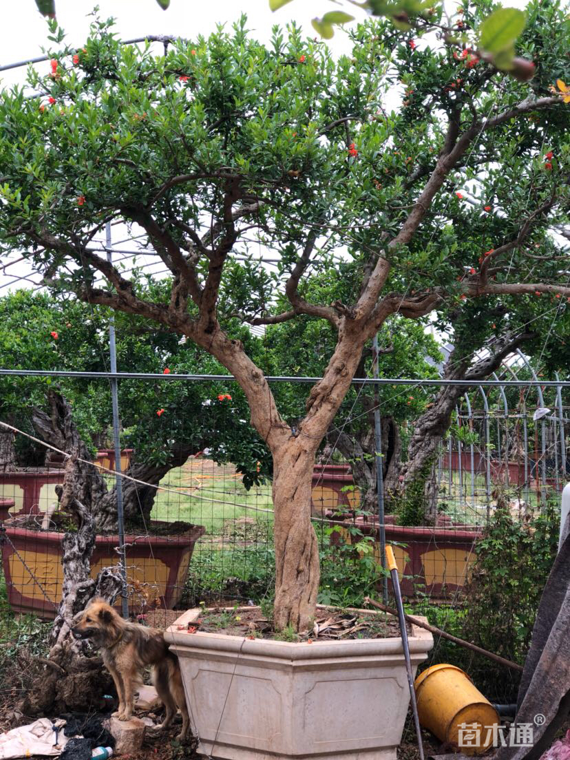 15公分造型石榴树