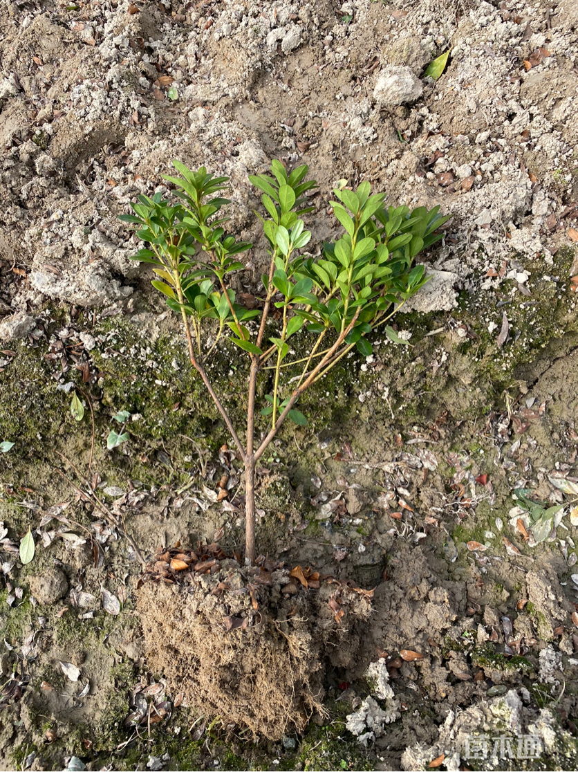 25厘米夏鹃小苗