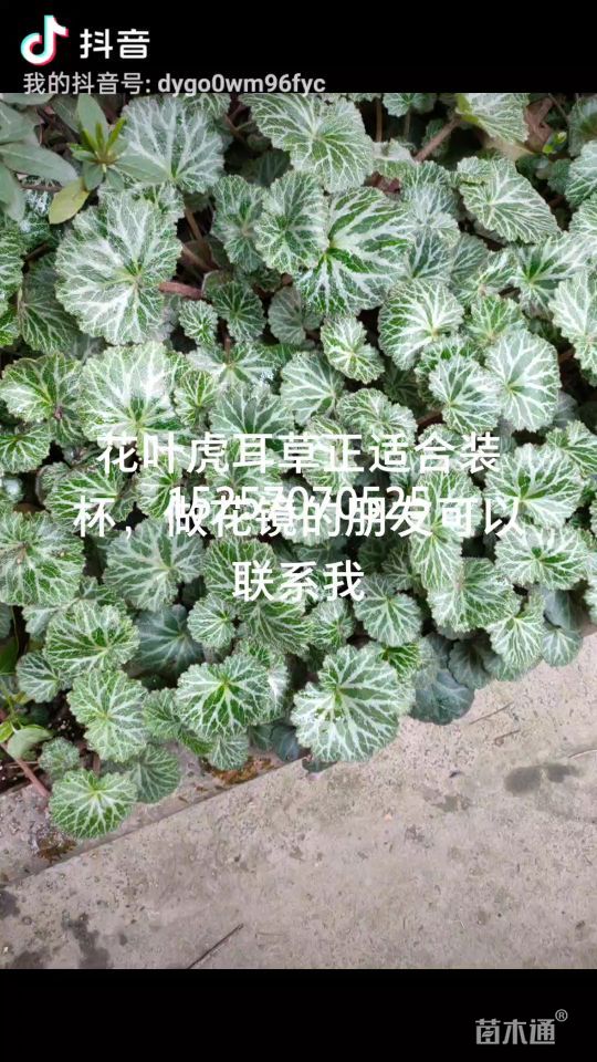 高度15厘米虎耳草