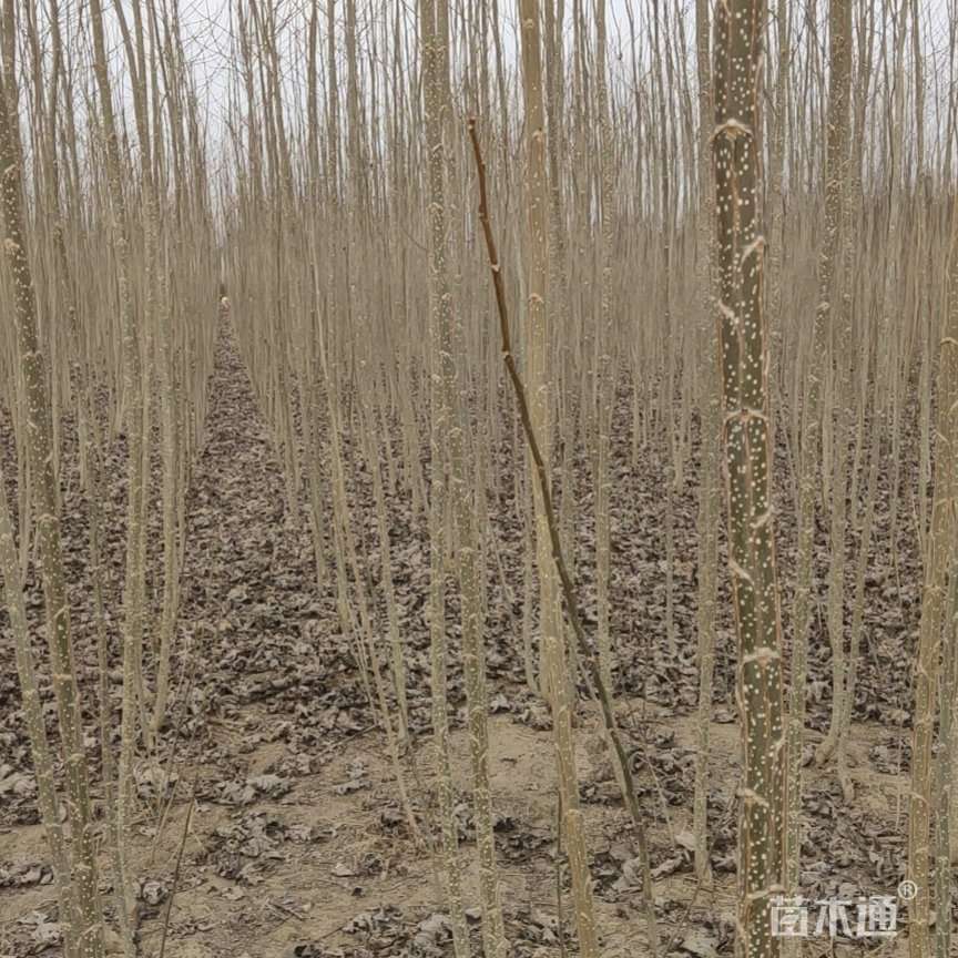其他描述:南林3804/3412,中林2025无絮杨树苗,速生无絮,品种多,规格全