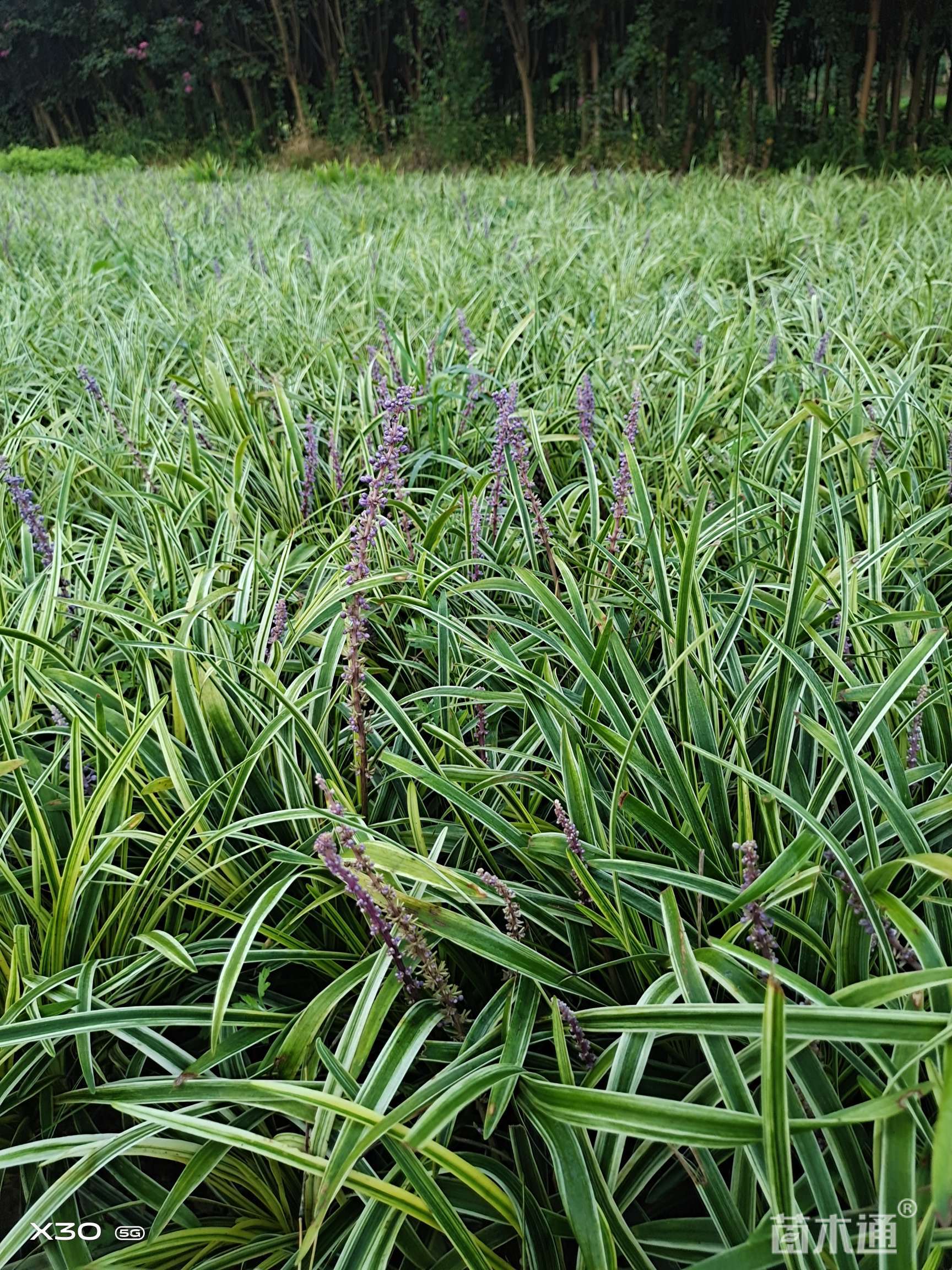 高度20厘米金边麦冬