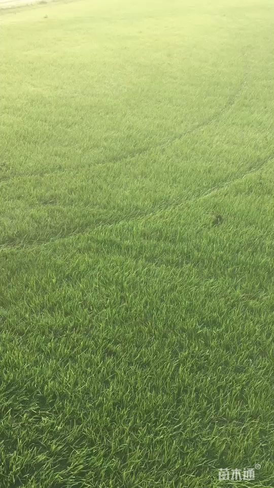 混播黑麦草