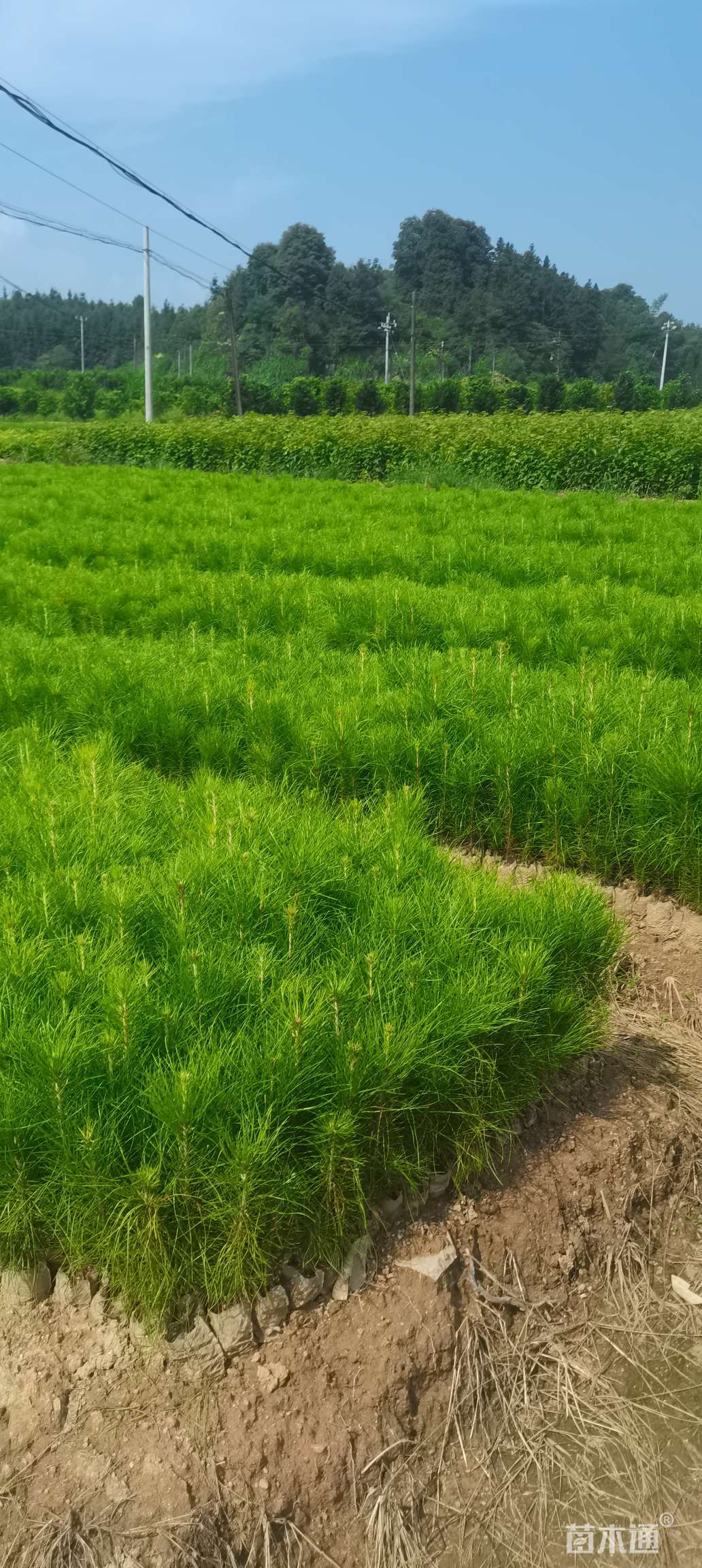 红豆杉,桂花,茶花,红枫,杨梅,青钱柳,罗汉松等大小苗供应 湿地松杯苗