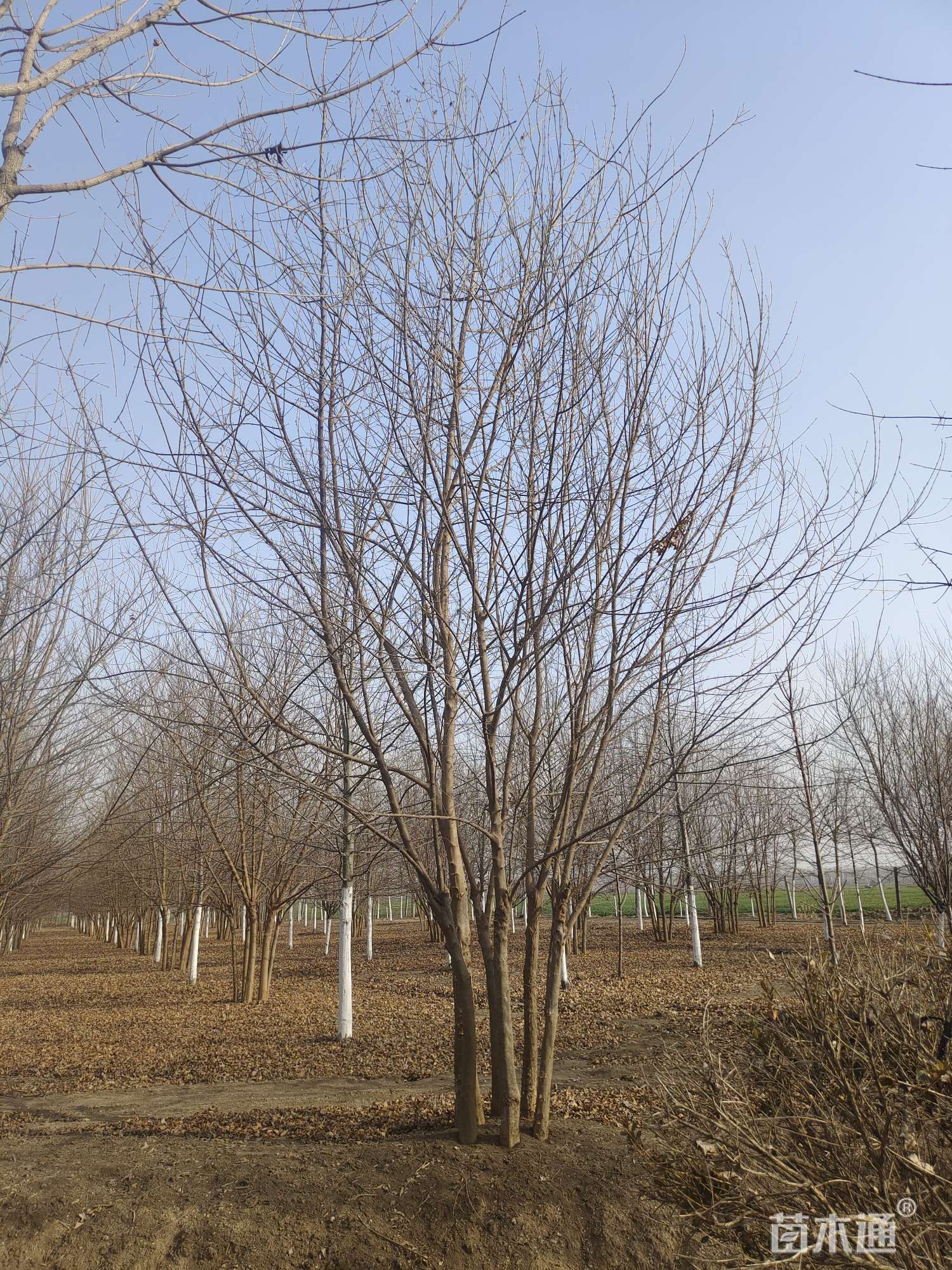 高度600厘米丛生茶条槭