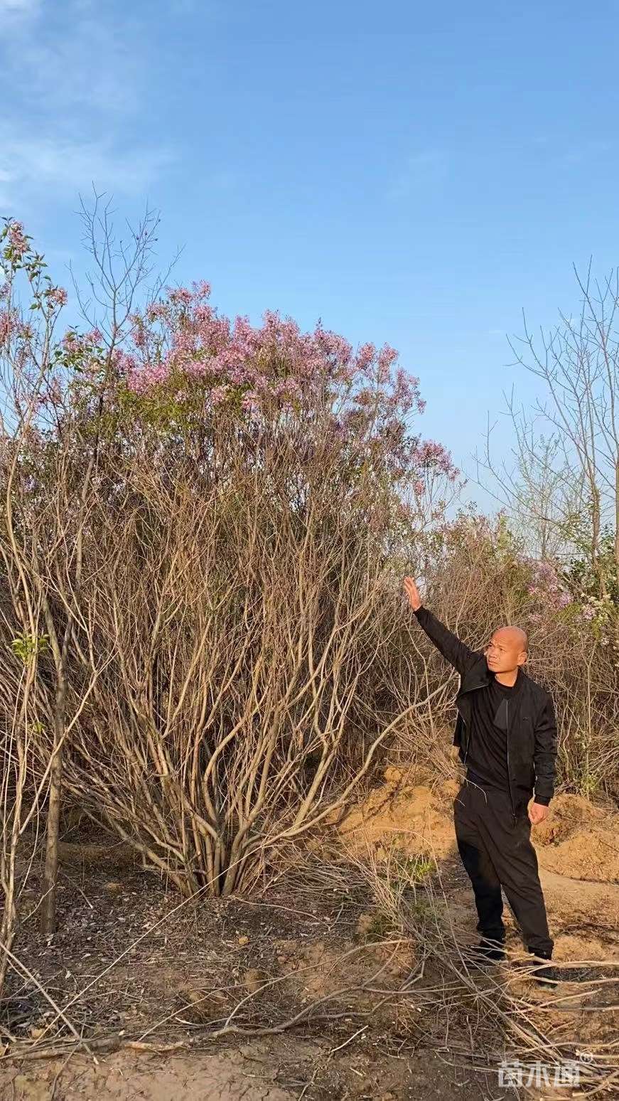 其他描述:无苗木形态:丛生树形:自然形土质:黄土品质:a-精品树冠:全冠