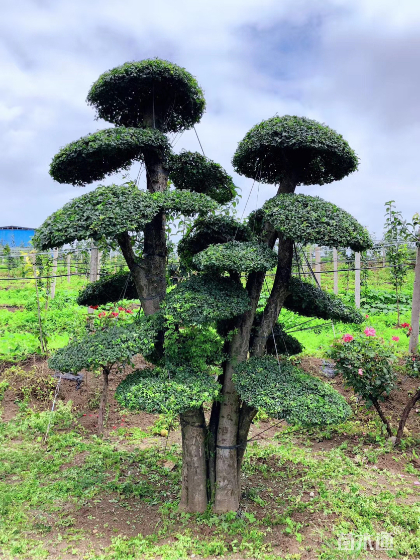30公分造型对节白蜡