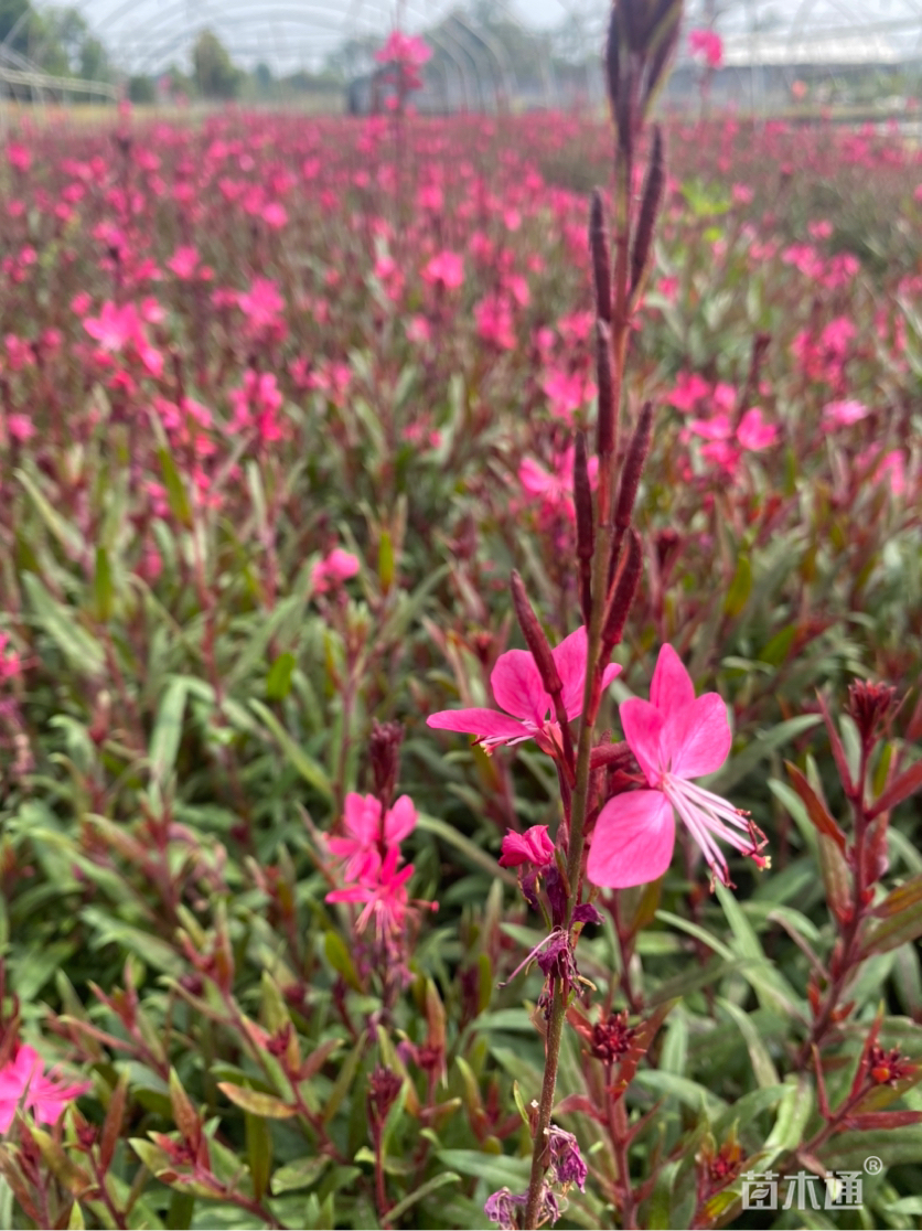 其他描述:基地千鸟花,现在已进入花期,紫叶红花,15杯工程苗,2加仑花市