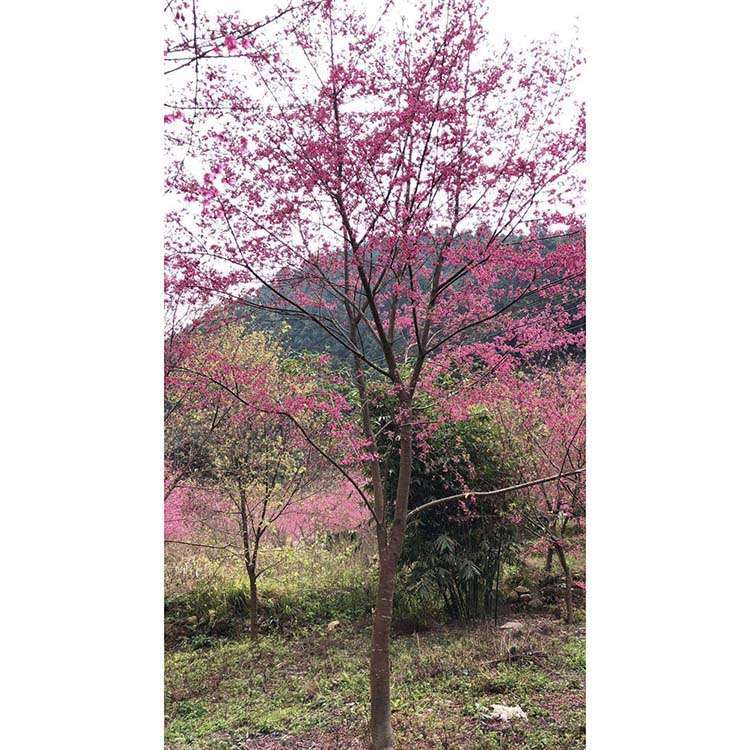 [福建山樱花批发]1公分福建山樱花 150.00元/株 若干