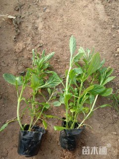 高度15厘米马鞭草