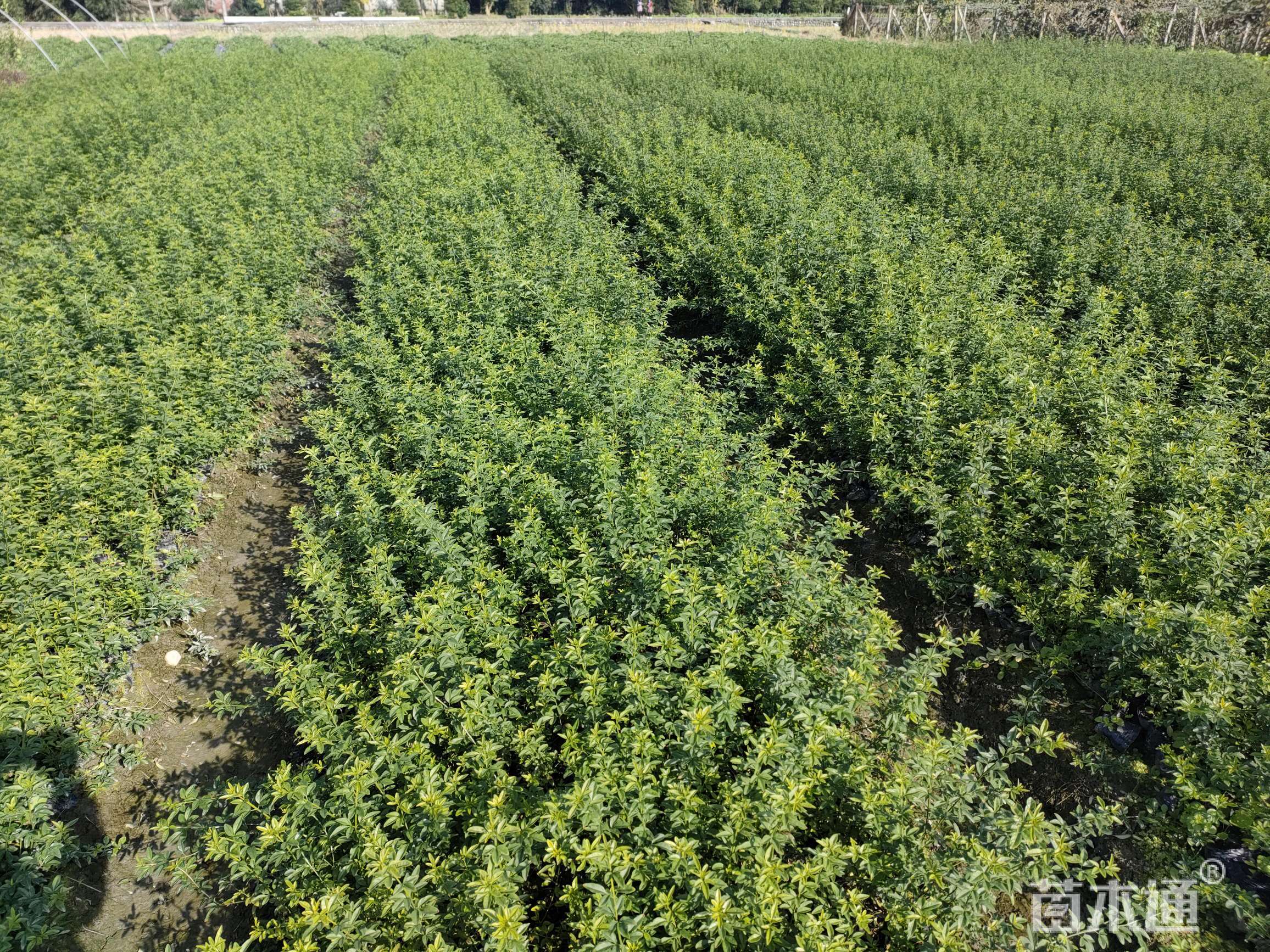 高度40厘米迎春花