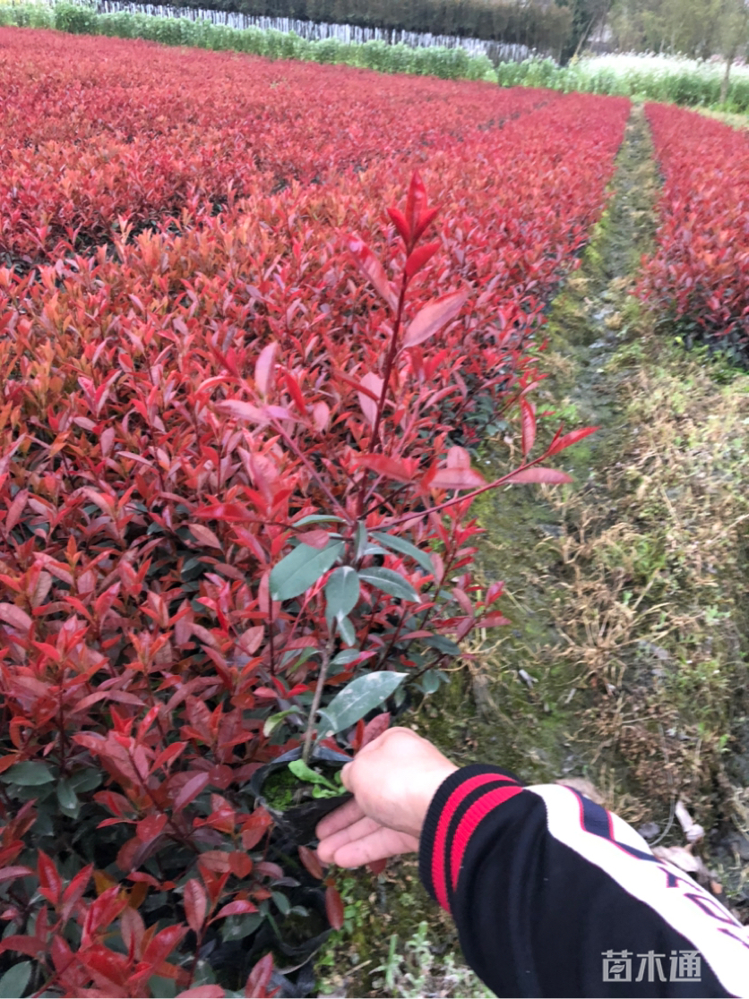 精品红叶石楠苗高度40左右