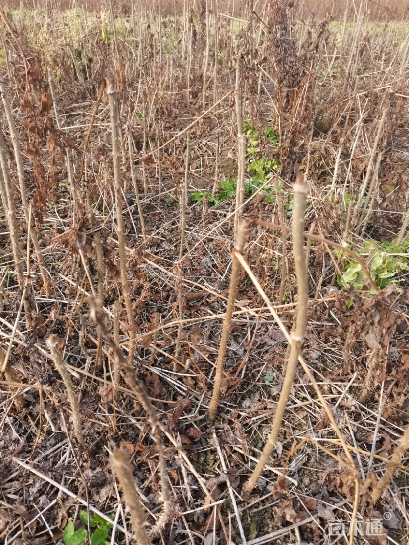 高度0.5厘米刺嫩芽