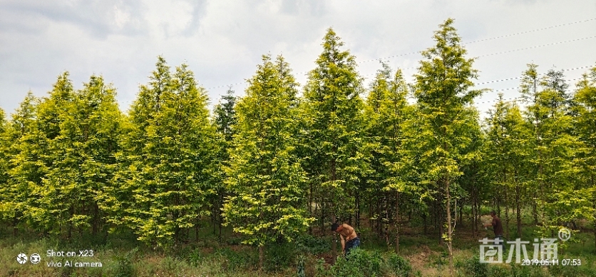 1公分金叶水杉