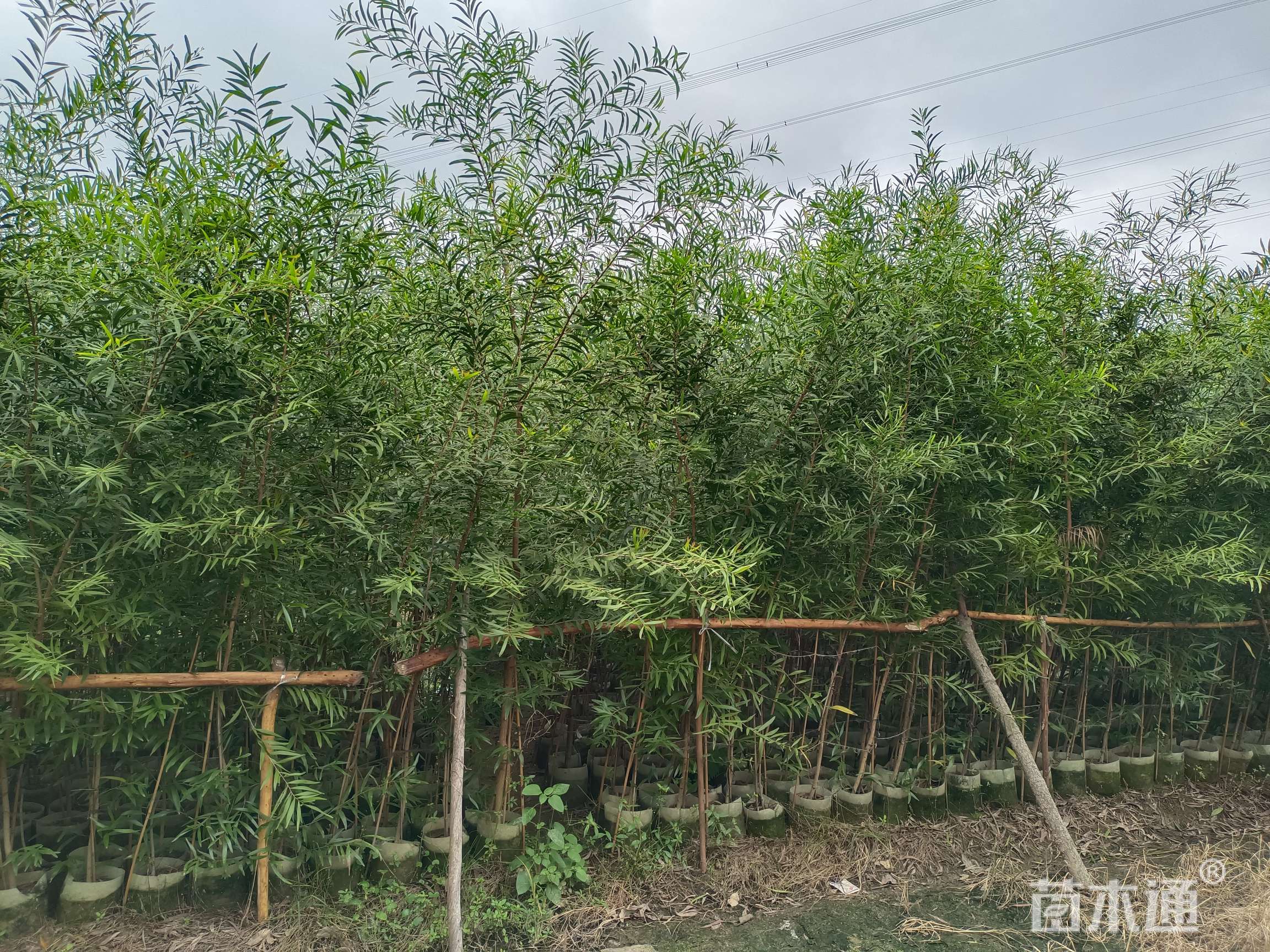 1公分台湾相思树