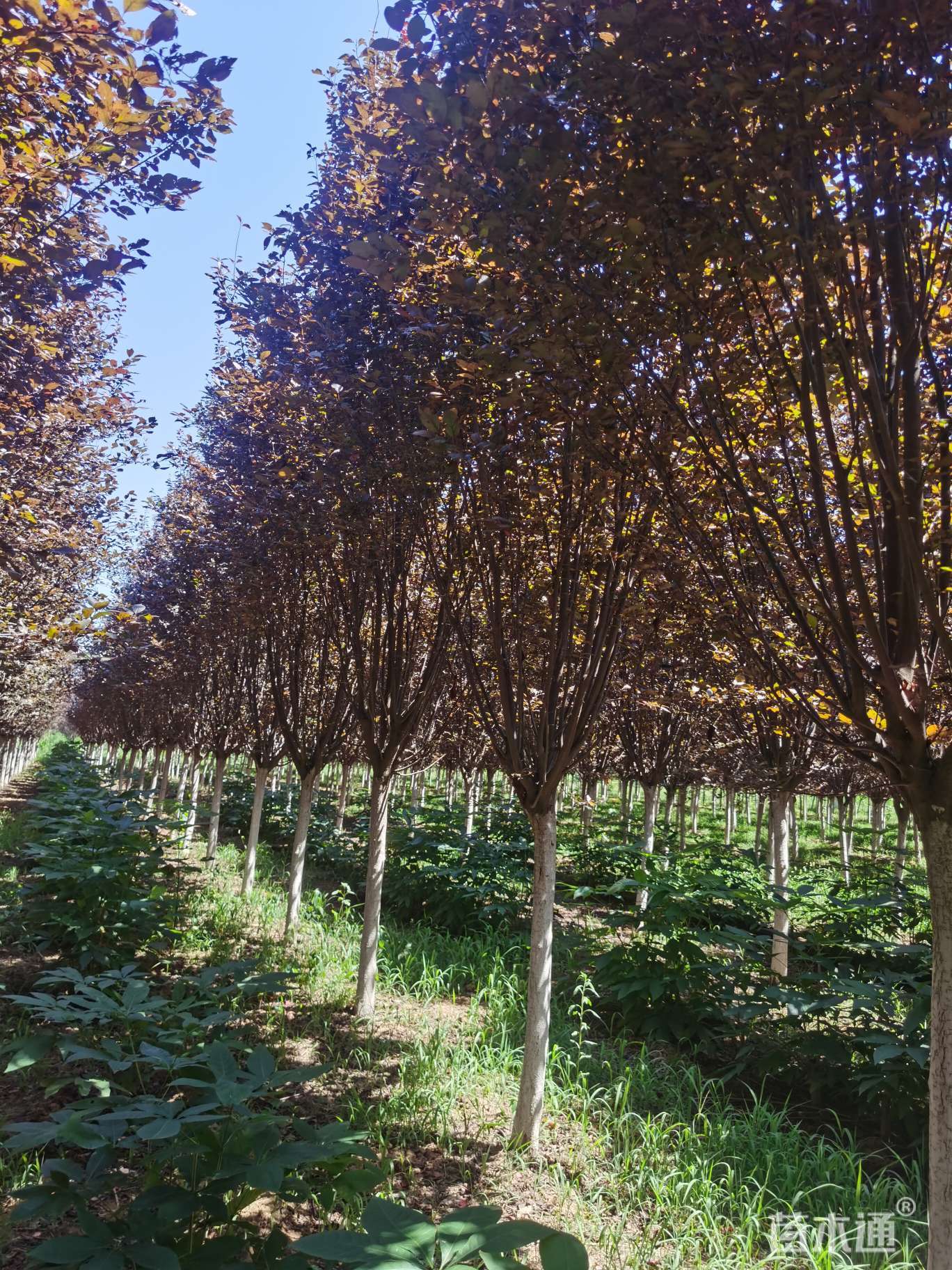 4左右种植状态:断根苗冠幅:250-300厘米高度:300-350厘米胸径(1.