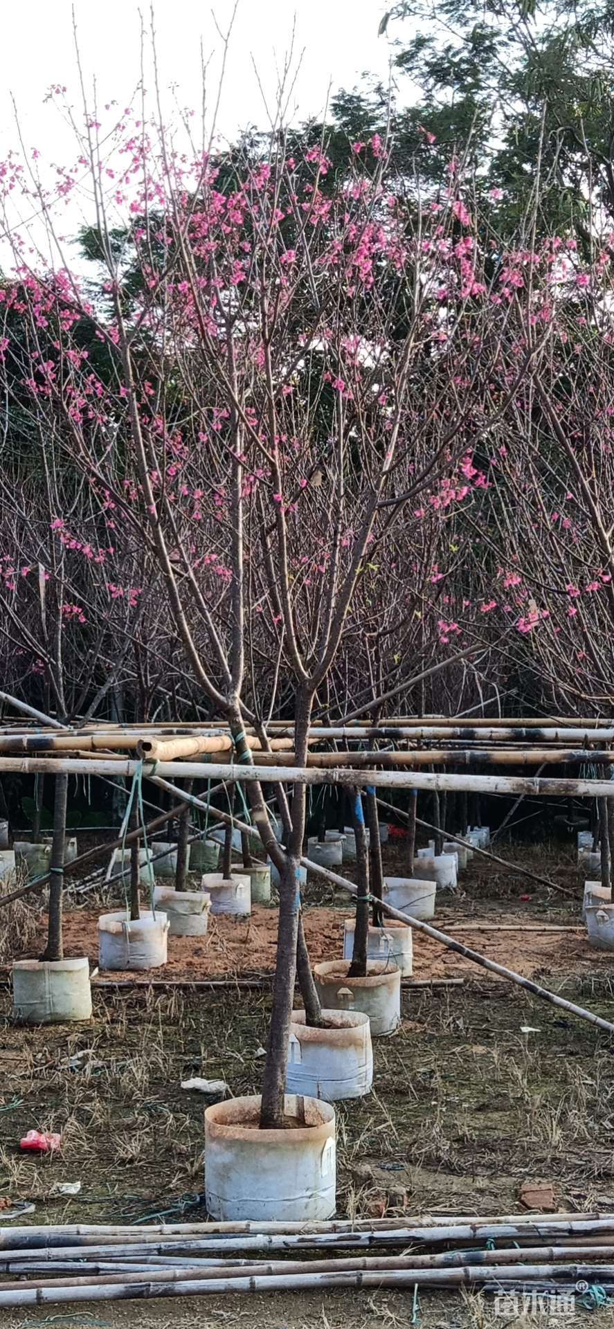 [福建山樱花批发]3公分福建山樱花 电议/株 若干株