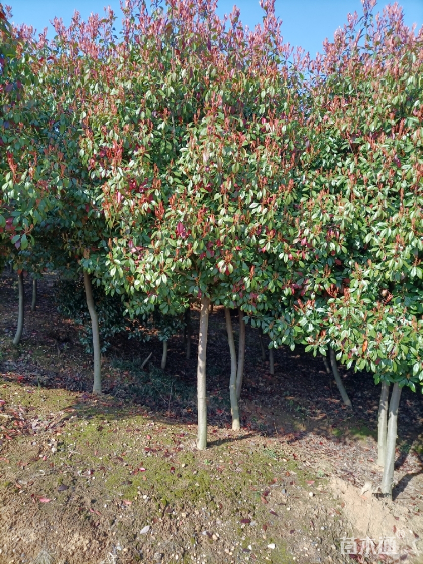 冠幅150厘米红叶石楠球