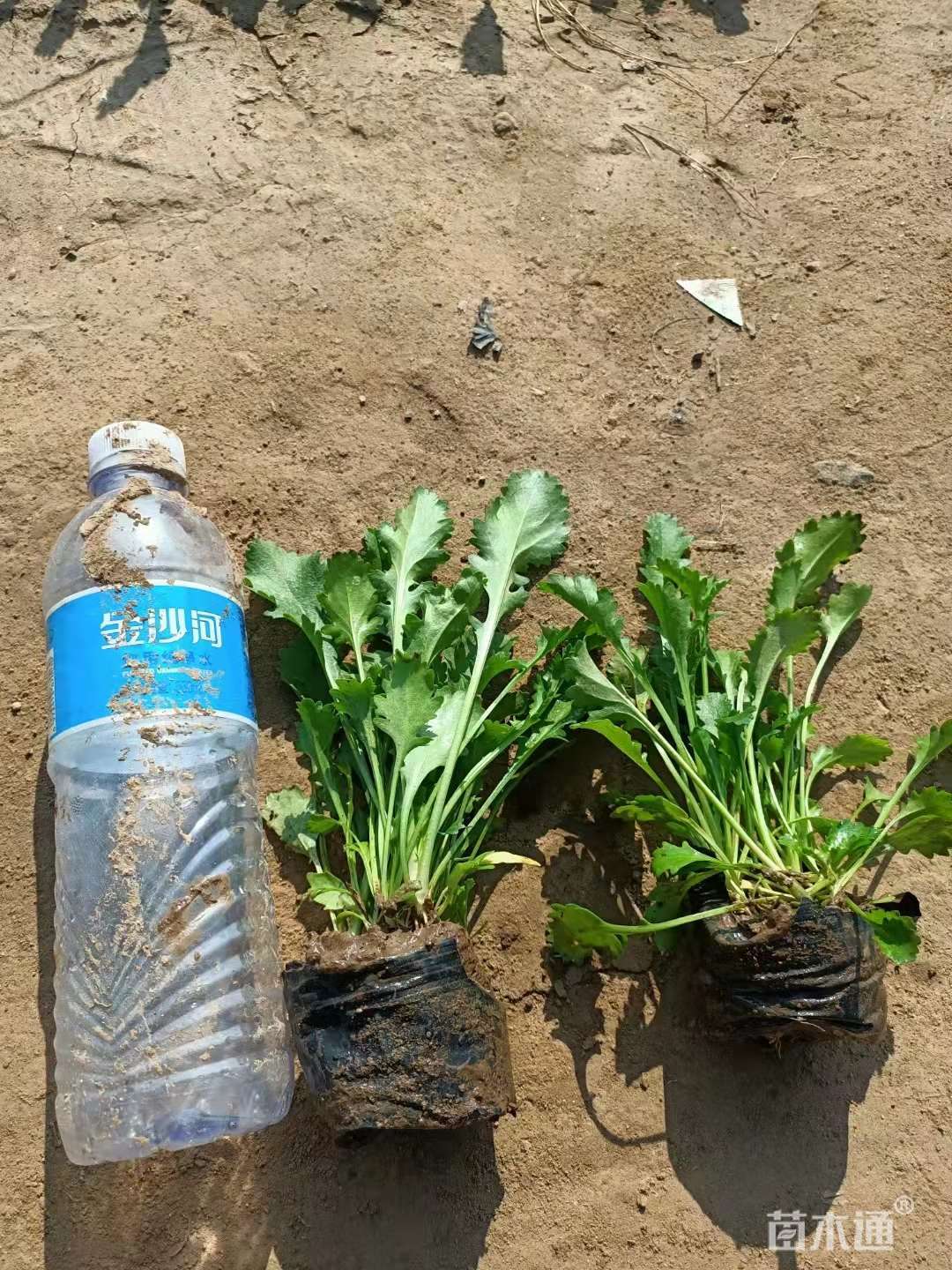 高度15厘米大滨菊