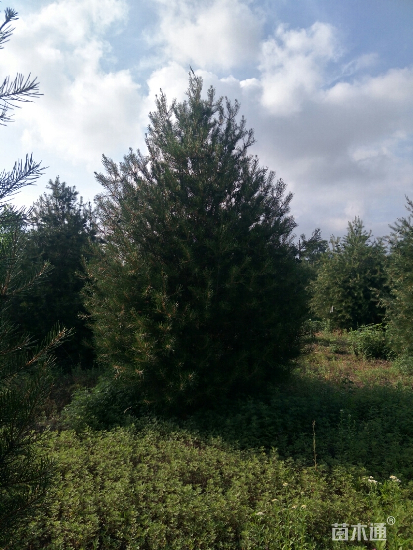 无苗木形态:单杆分枝点:20-20厘米树形:塔形土质:黄土品质:b-一般树冠