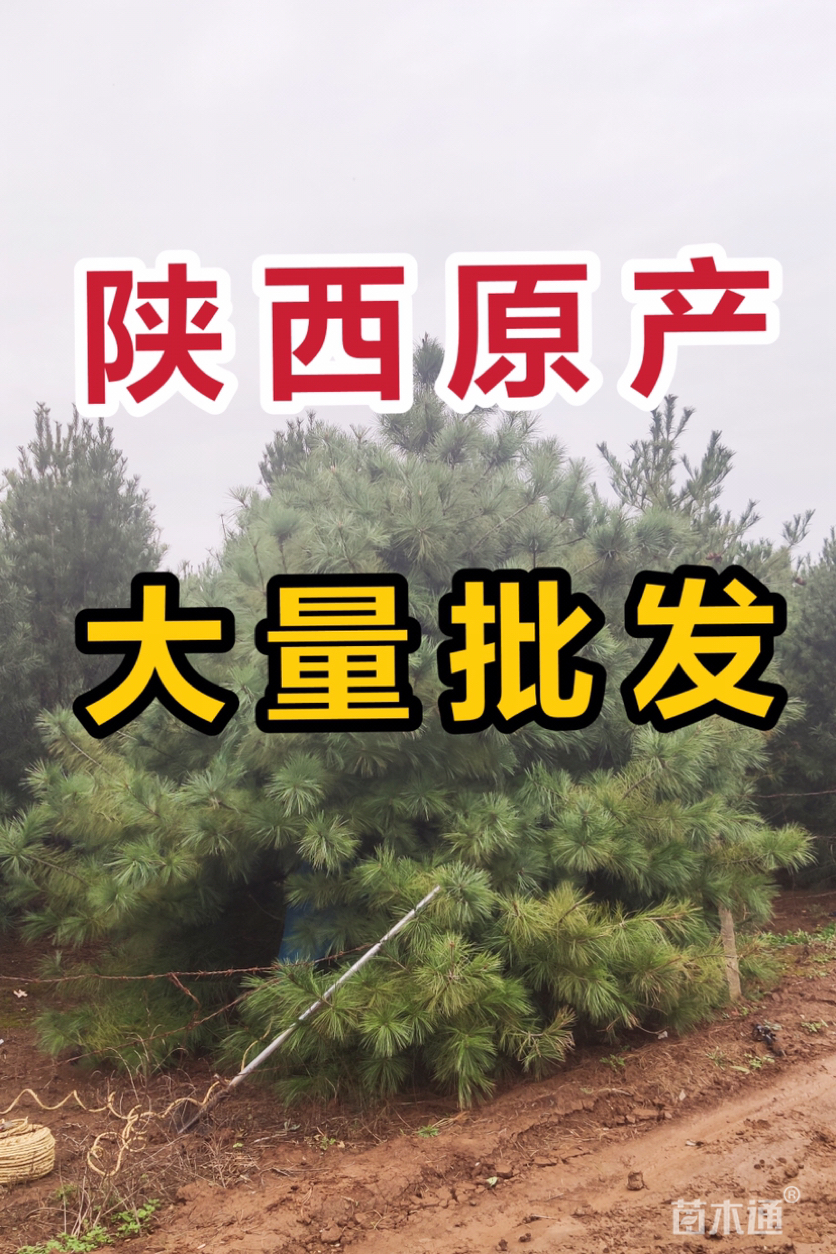 高度450厘米华山松