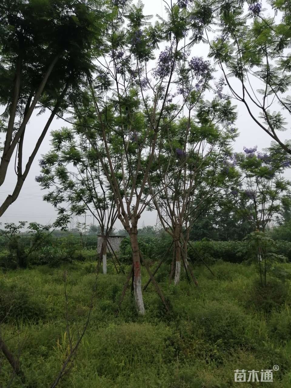 18公分蓝花楹