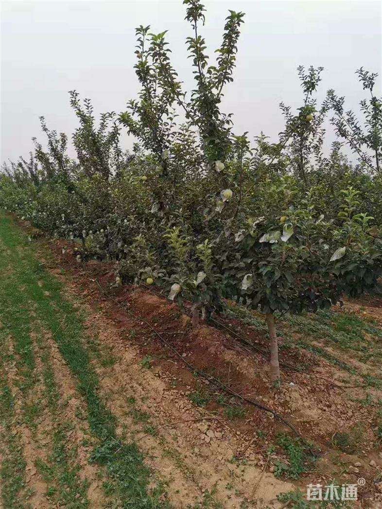 3公分苹果树