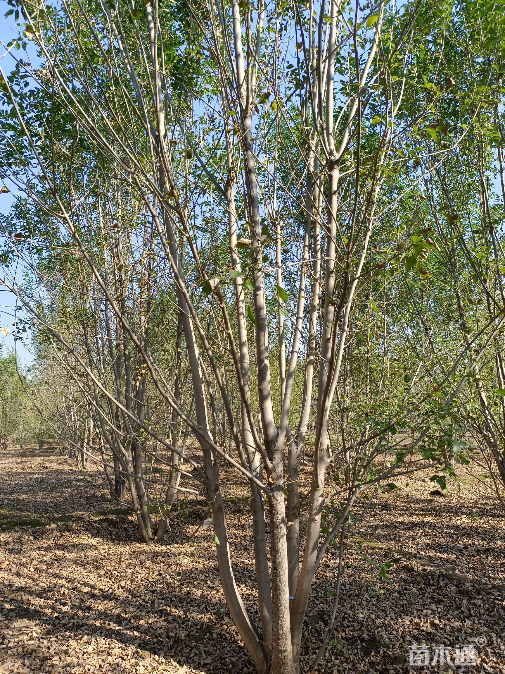 高度800厘米丛生白蜡