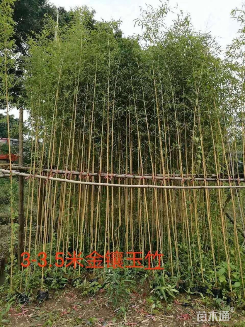 [金镶玉竹批发]容器苗金镶玉竹 10.00元/株 1000000株 苗木通