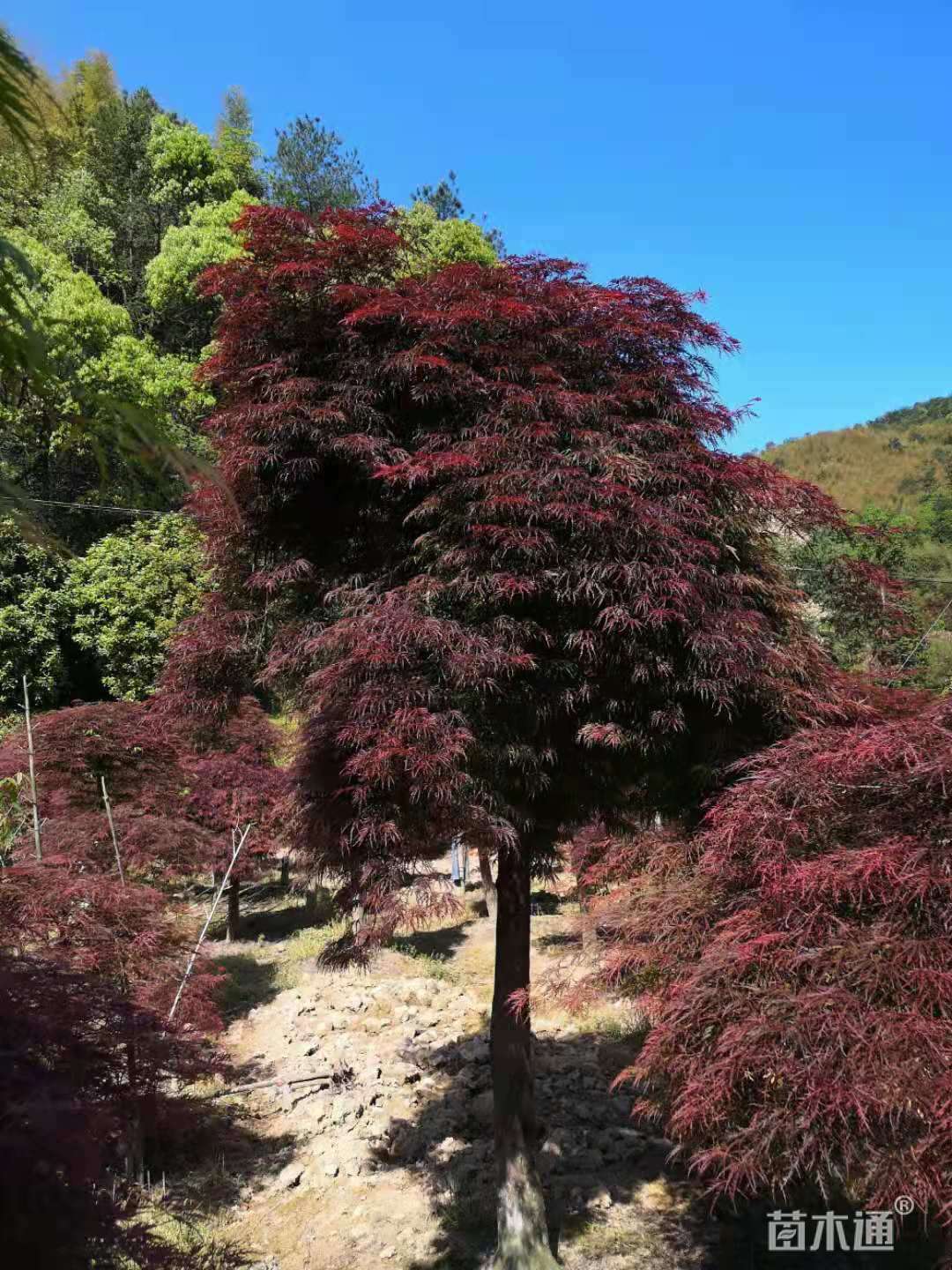 高度300厘米羽毛枫