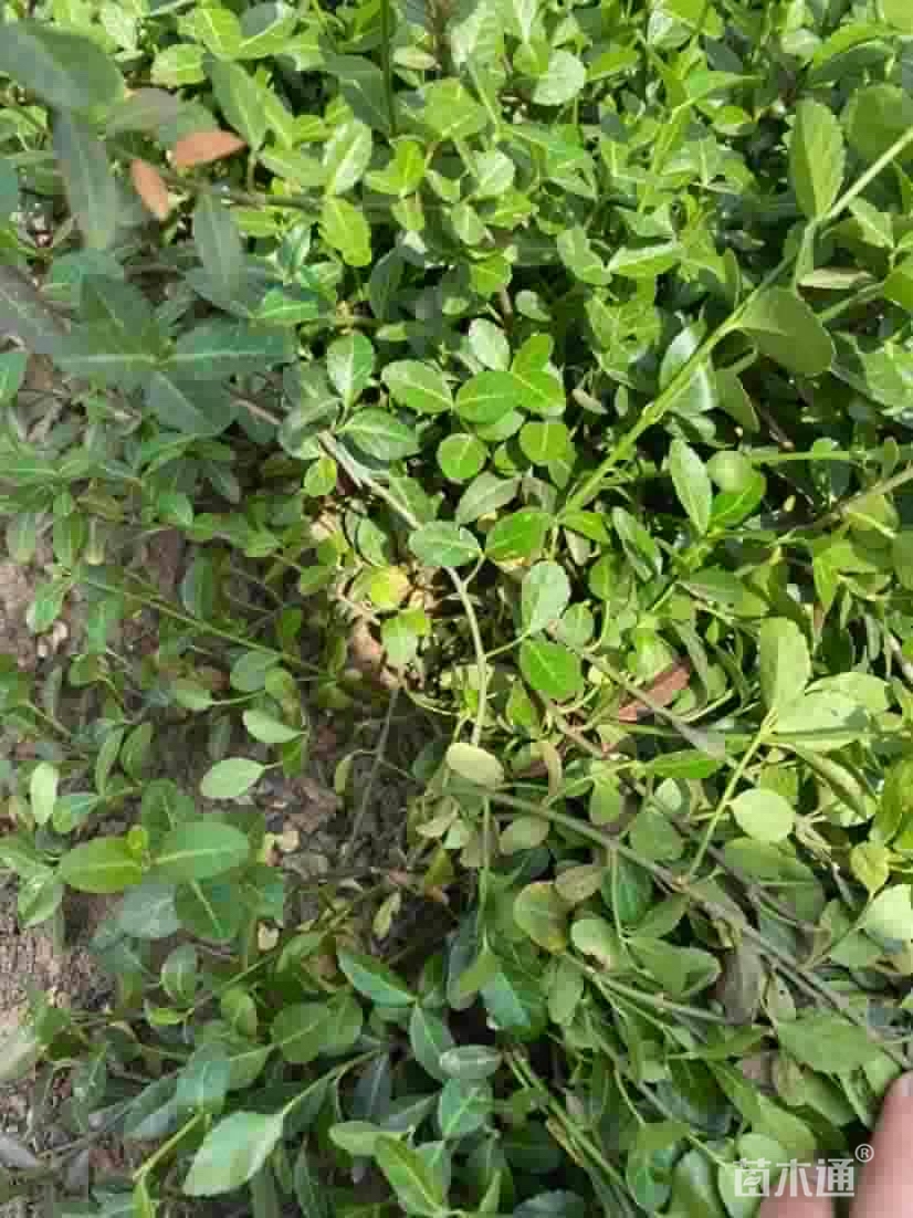 45厘米小叶扶芳藤