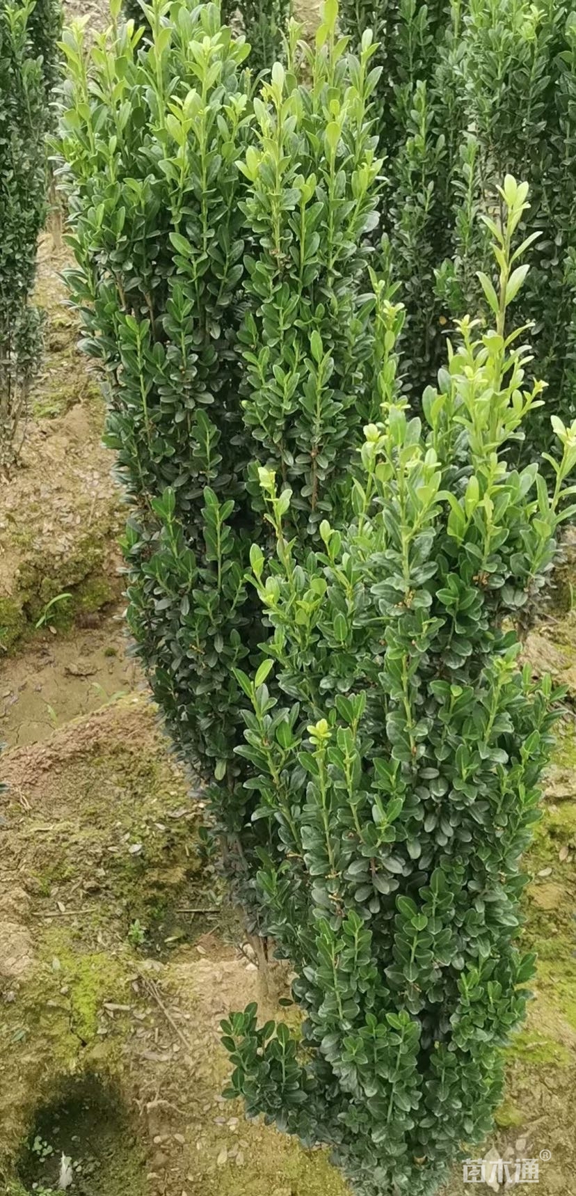 高度120厘米直立冬青