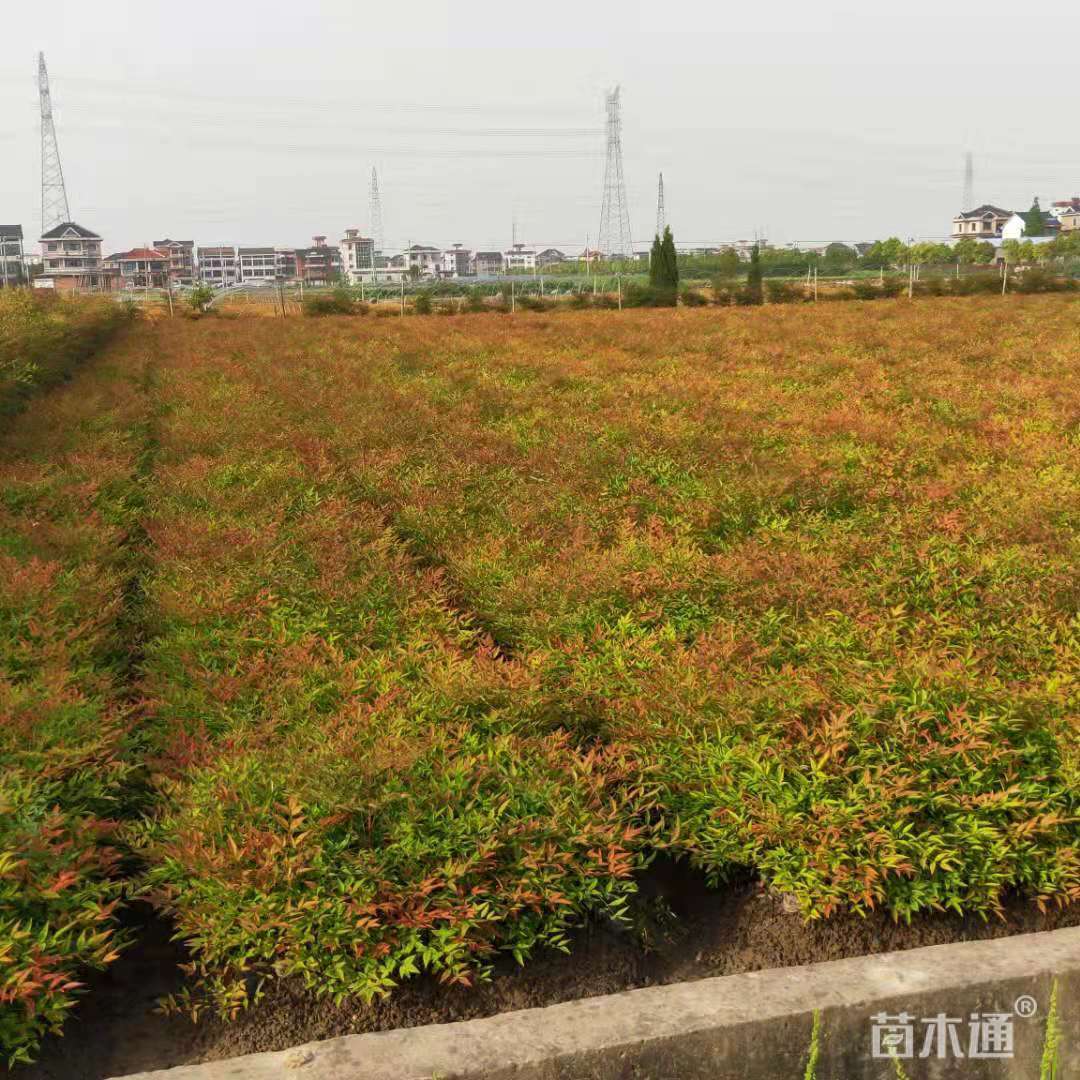 高度25厘米南天竹