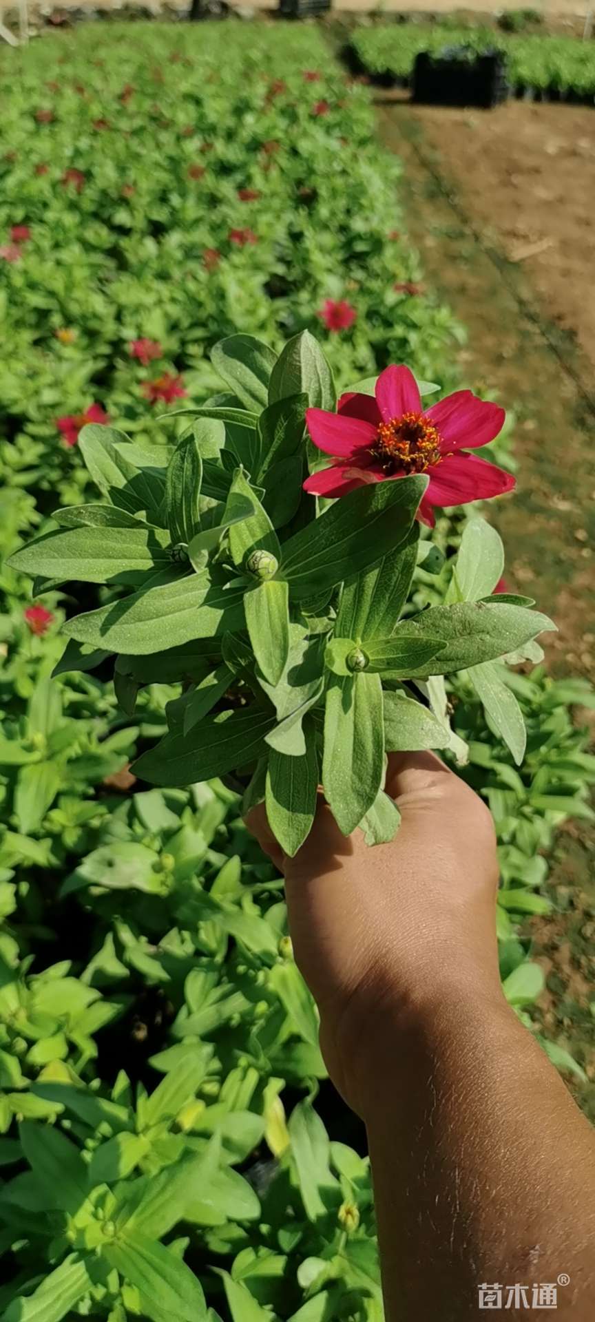 高度10厘米百日草